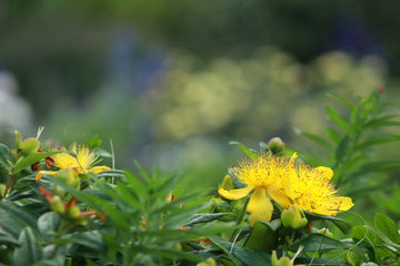セイヨウナツユキソウ(学名: Hypericum perforatum)って何?解説します!5 point detox |ファイブポイントデトックス