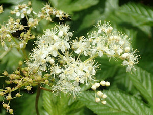 セイヨウナツユキソウとは？デトックスに期待される成分と作用メカニズム