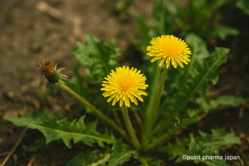 西洋タンポポの根がもたらす腸活効果とは？日常に取り入れる方法