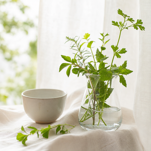 [成分紹介]アルファルファってなに？解説します!!アルファルファ-Trifolium pratense-！5 point detox |ファイブポイントデトックス