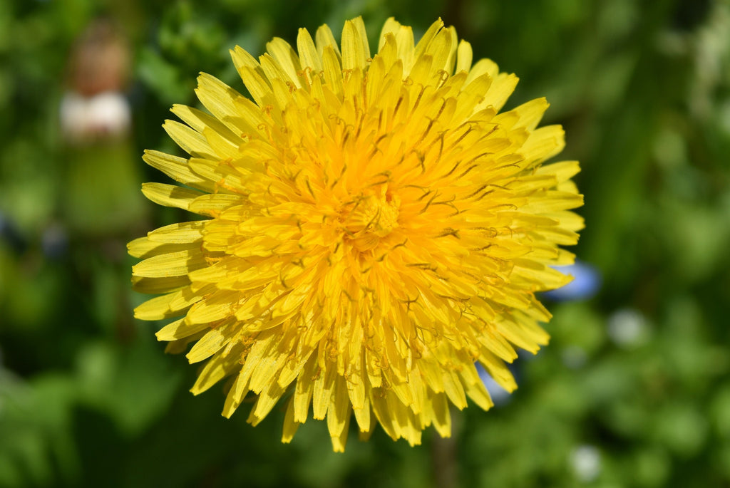 西洋タンポポ（学名：Taraxacum officinale）について解説します！5 point detox |ファイブポイントデトックス